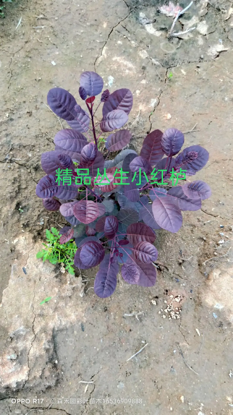 美国红栌苗木基地直供规格大小齐全货量充足