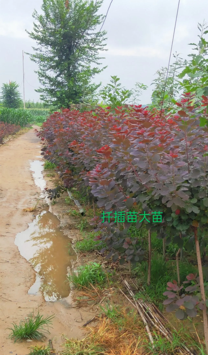 美国红栌苗木基地直供规格大小齐全货量充足