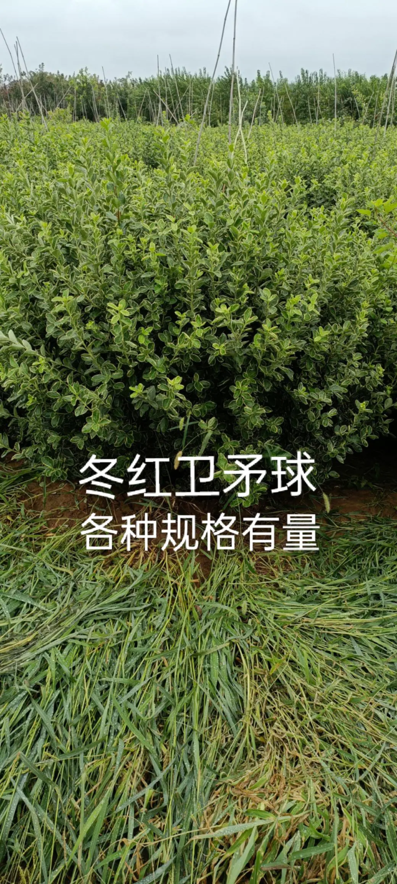 卫矛，冬红卫矛，彩叶卫矛苗圃自产自销专业培育