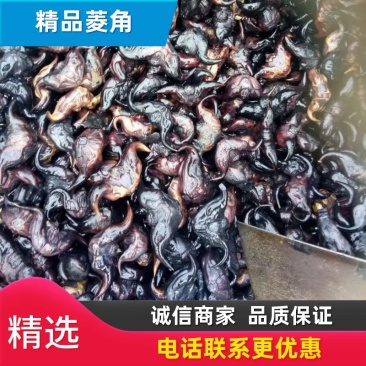 脱皮菱角大小青菱牛角菱两角菱老菱角湖北黄冈蕲春