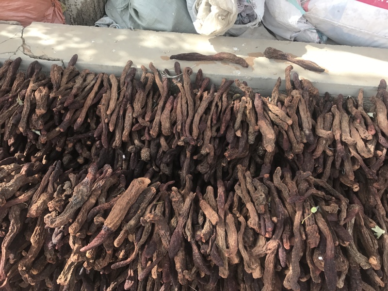 锁阳生锁阳内蒙古锁阳甘肃锁阳肉苁蓉批发