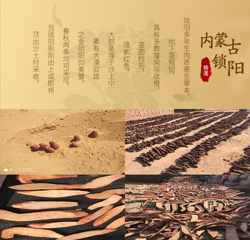 锁阳生锁阳内蒙古锁阳甘肃锁阳肉苁蓉批发