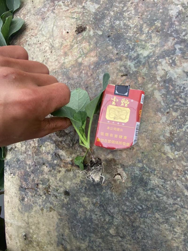 【好货推荐】松花菜苗，基地培育，包成活，免费提供技术指导