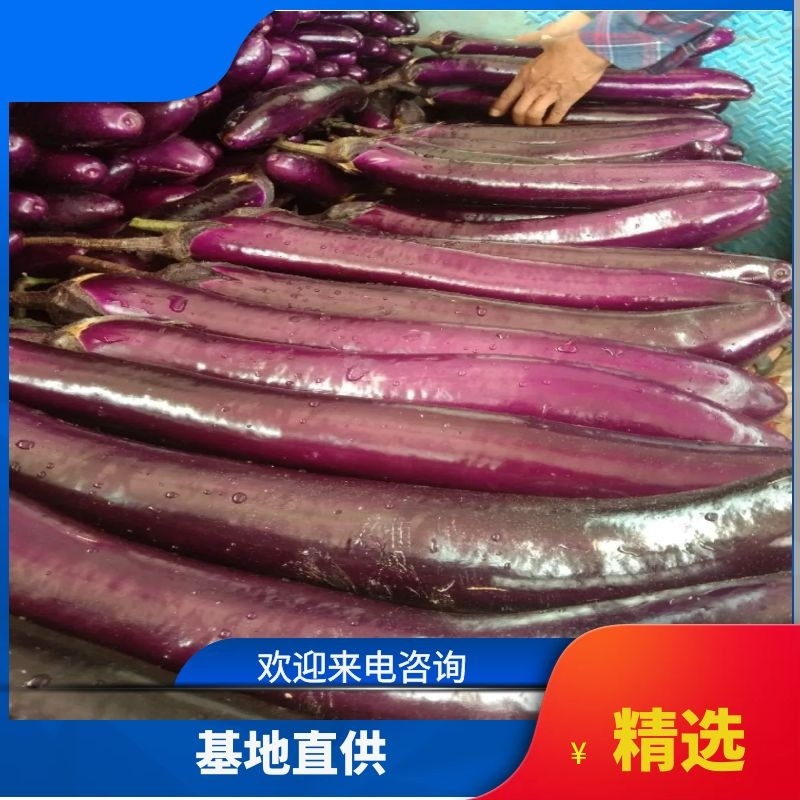 精品紫茄大量上货要的老板联系