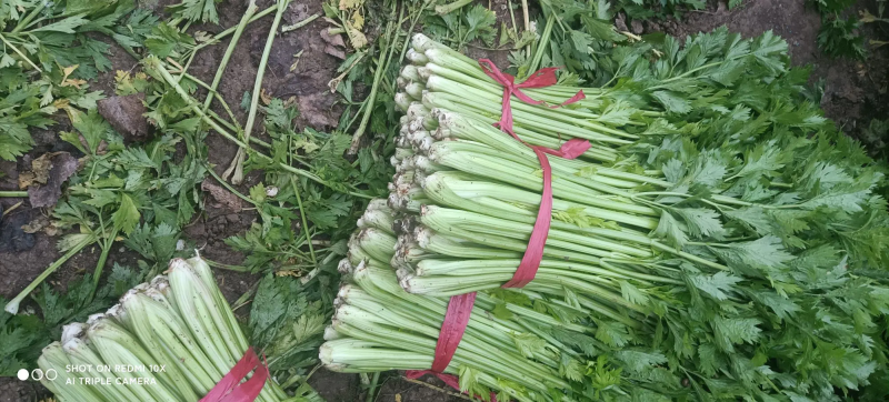 夏邑芹菜大量上市，西芹质量高，欢迎新老客户订购全国发货