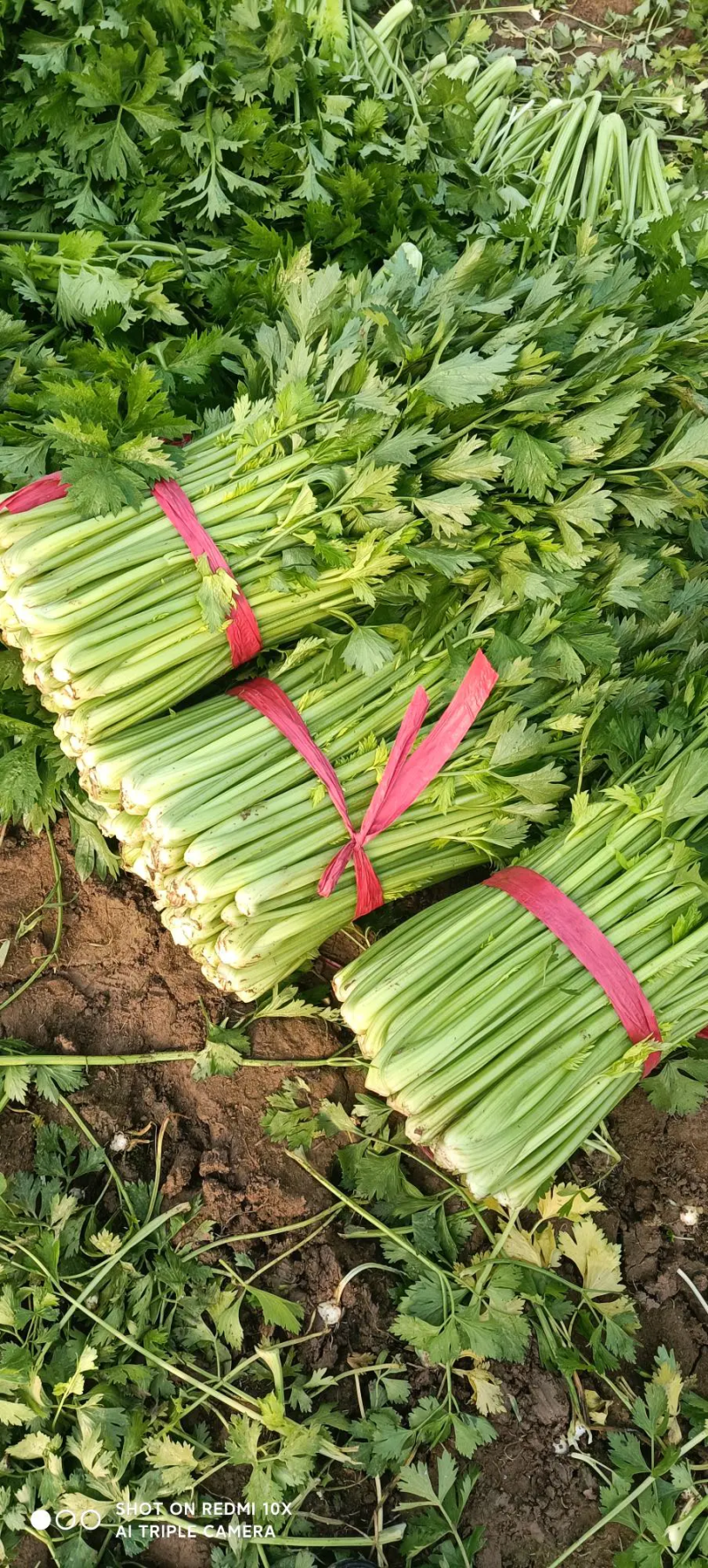 夏邑芹菜大量上市，西芹质量高，欢迎新老客户订购全国发货