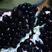 石榴树苗，大果黑籽甜石榴苗一号，黑籽石榴品种，黑籽石榴树