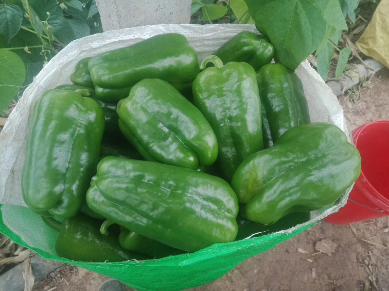 【产地直销】圆椒，一手货源，量大从优，欢迎来电咨询