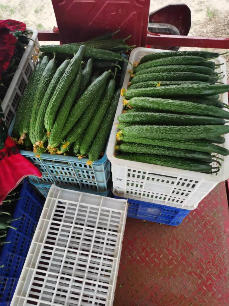 山东聊城莘县暖棚黄瓜大量上市量大从优质量保证可视频看