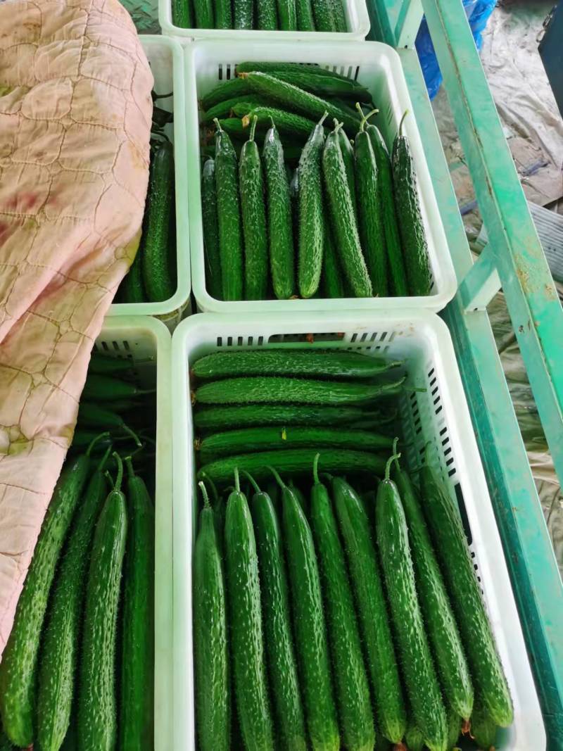 山东聊城莘县暖棚黄瓜大量上市量大从优质量保证可视频看