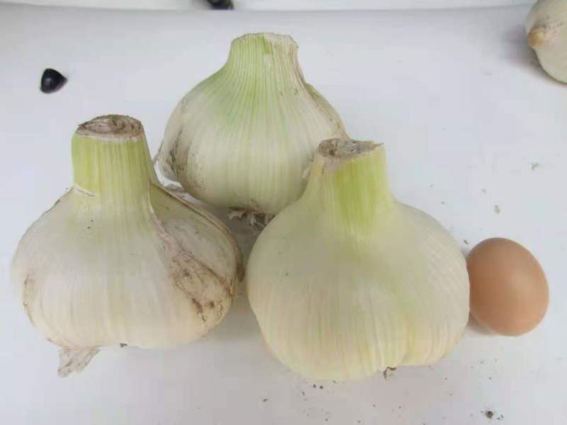 精品蔬菜大蒜种子品种纯正包成活量大优惠全国发货