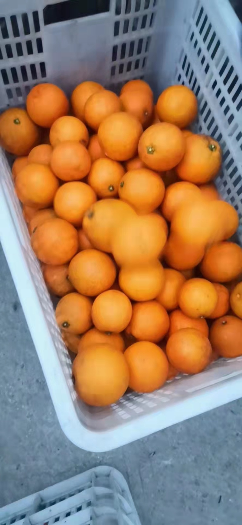脐橙湖南基地直供大量上市一件代发对接电商团长！