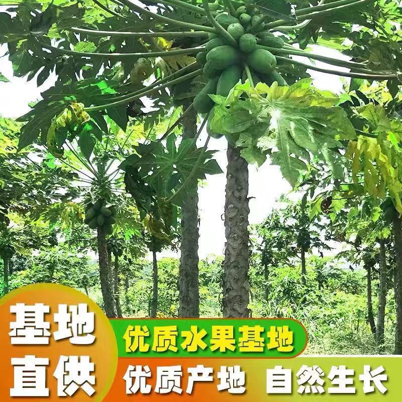 大量提供本地木瓜，大白大青中白。广东茂名木瓜产地直发