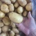 【推荐】山东土豆品类规格齐全量大质优一手货源可视频看货