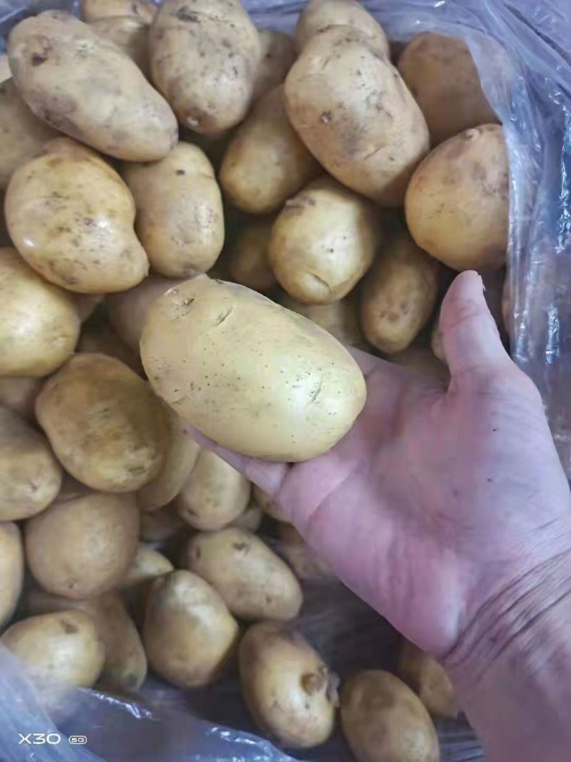 【推荐】山东土豆品类规格齐全量大质优一手货源可视频看货
