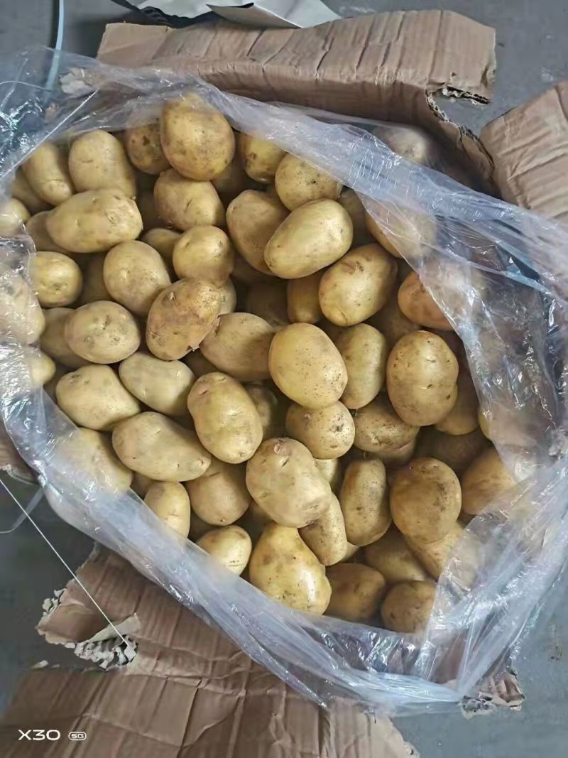 【推荐】山东土豆品类规格齐全量大质优一手货源可视频看货