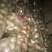 【推荐】山东土豆品类规格齐全量大质优一手货源可视频看货