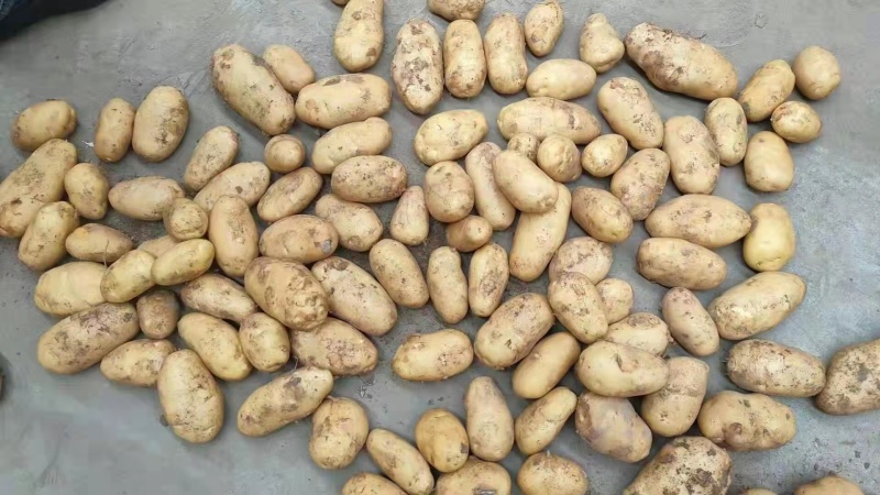 【推荐】山东土豆品类规格齐全量大质优一手货源可视频看货