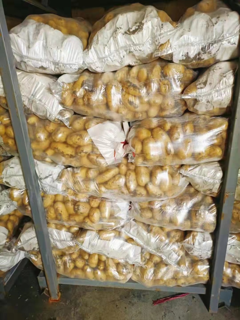 【推荐】山东土豆品类规格齐全量大质优一手货源可视频看货