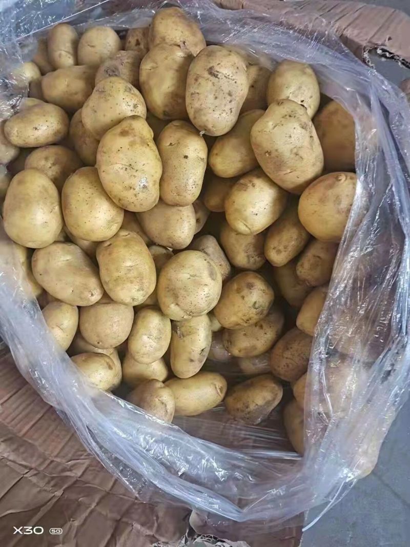 【推荐】山东土豆品类规格齐全量大质优一手货源可视频看货