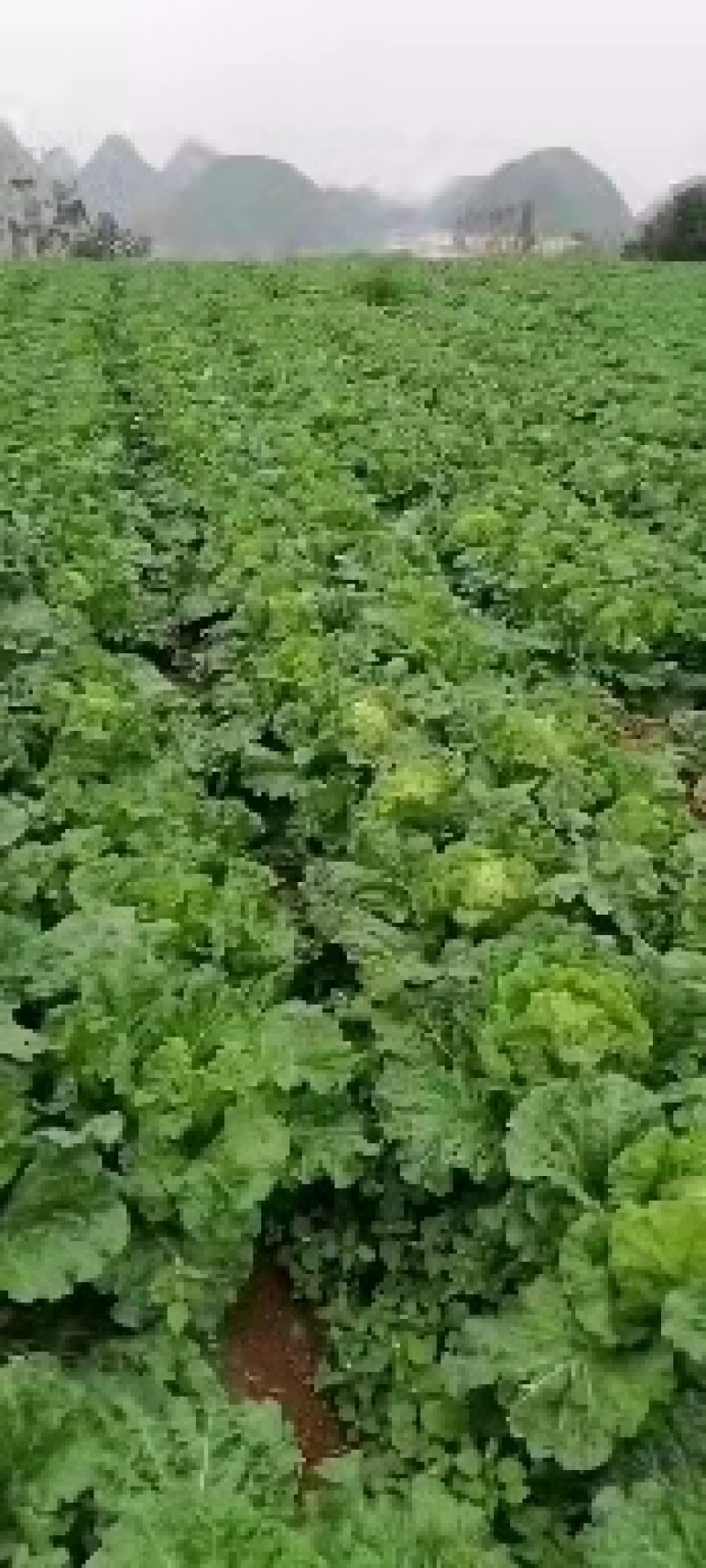 贵阳麻叶菜大量出售，现货现买，可视频看货，诚信长期合作