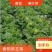 贵阳麻叶菜大量出售，现货现买，可视频看货，诚信长期合作