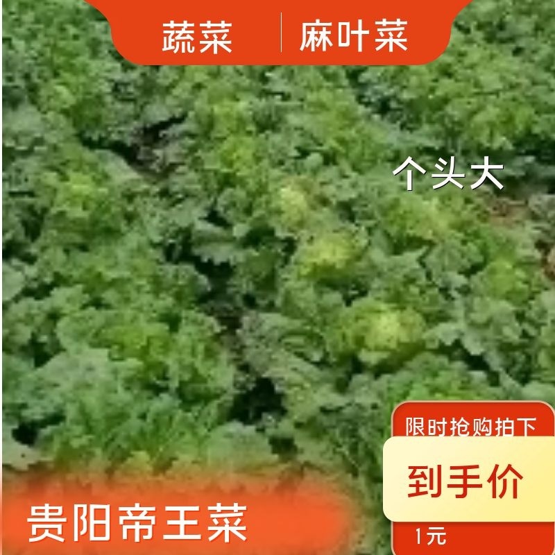 贵阳麻叶菜大量出售，现货现买，可视频看货，诚信长期合作