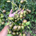 【精品】湖南油茶苗高产量嫁接软枝油茶高成活率提供技术指导