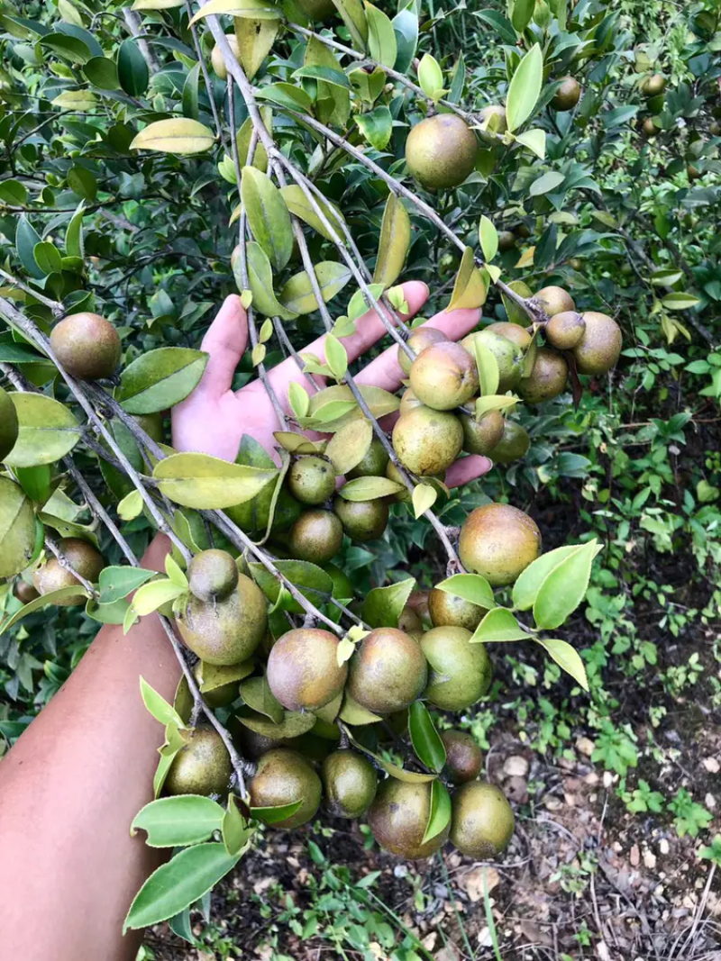 【精品】湖南油茶苗高产量嫁接软枝油茶高成活率提供技术指导