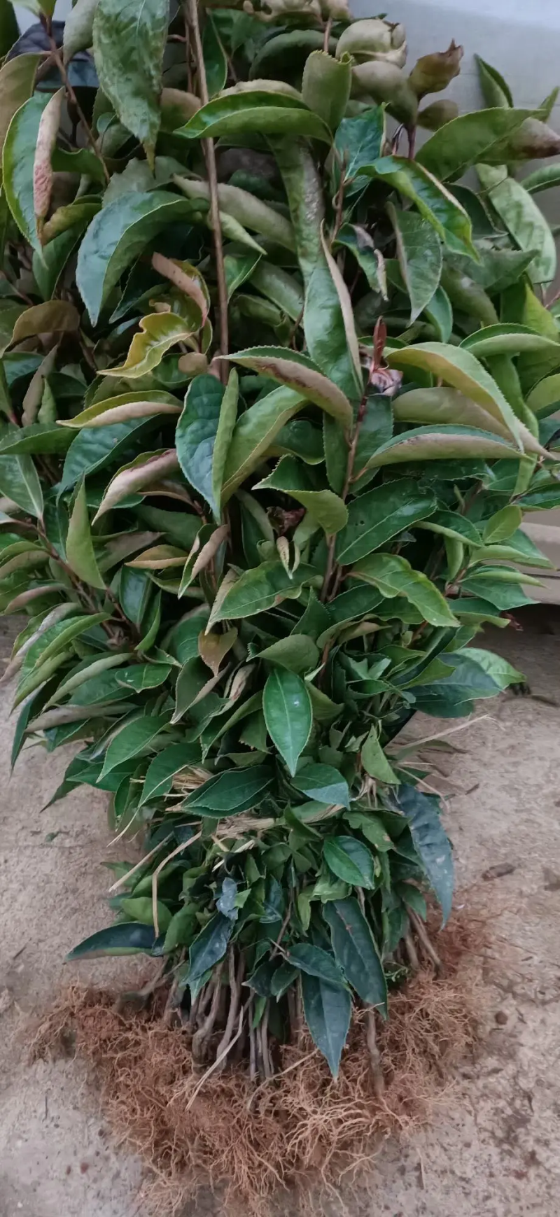 【油茶苗】两年籽播直生浓香型适合拆迁和绿化项目