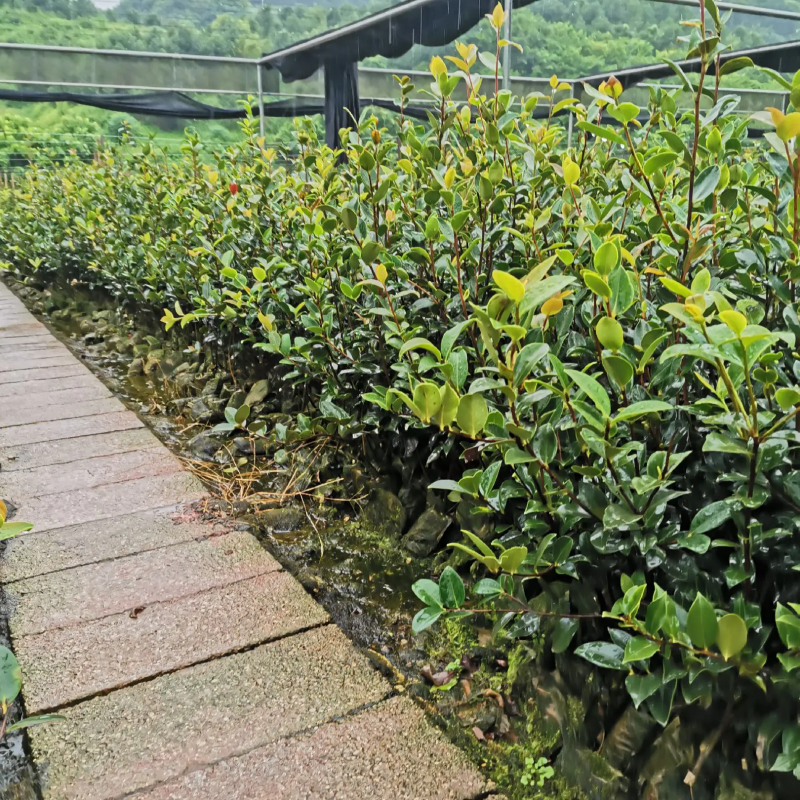 【油茶苗】两年籽播直生浓香型适合拆迁和绿化项目
