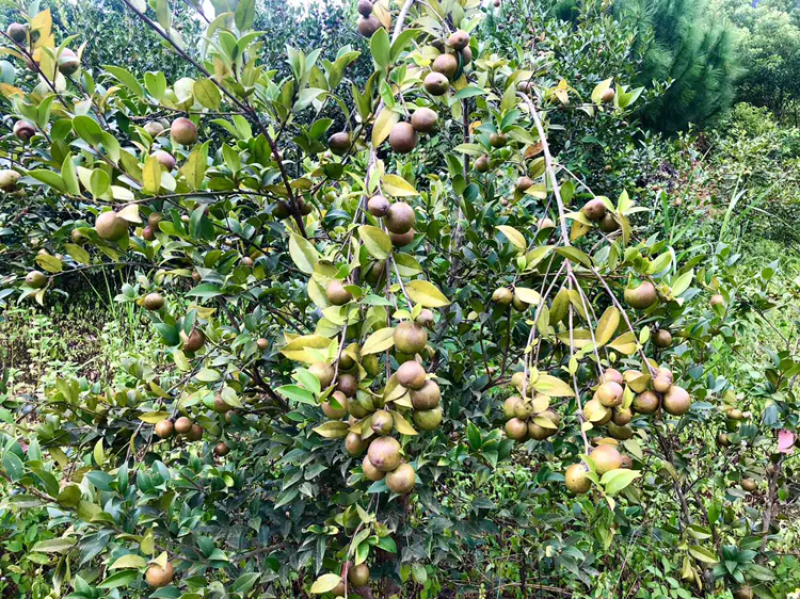 油茶苗黔西软枝油茶3号树型雄伟壮观结果能力强