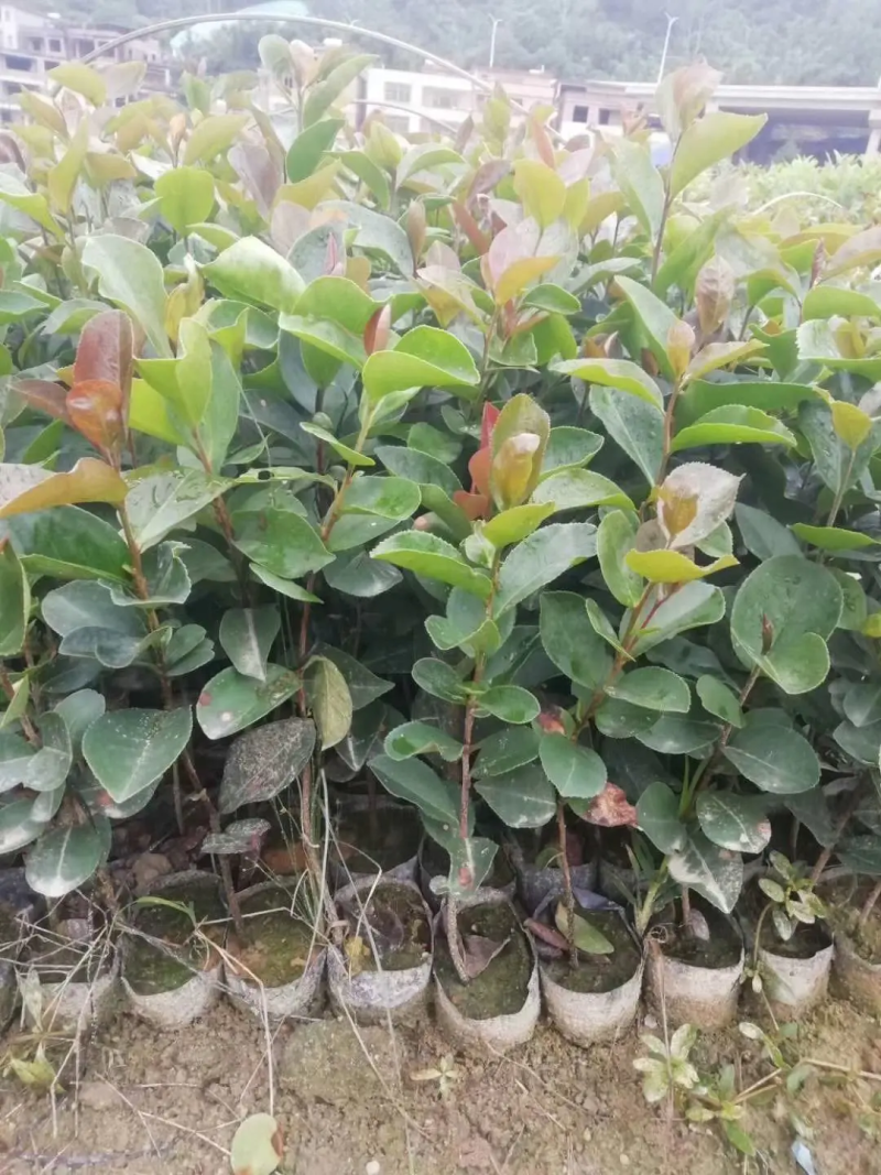 【油茶苗】两年籽播直生浓香型适合拆迁和绿化项目