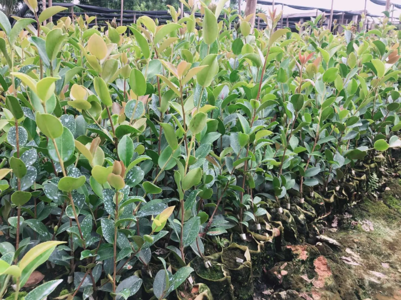 【油茶苗】两年籽播直生浓香型适合拆迁和绿化项目