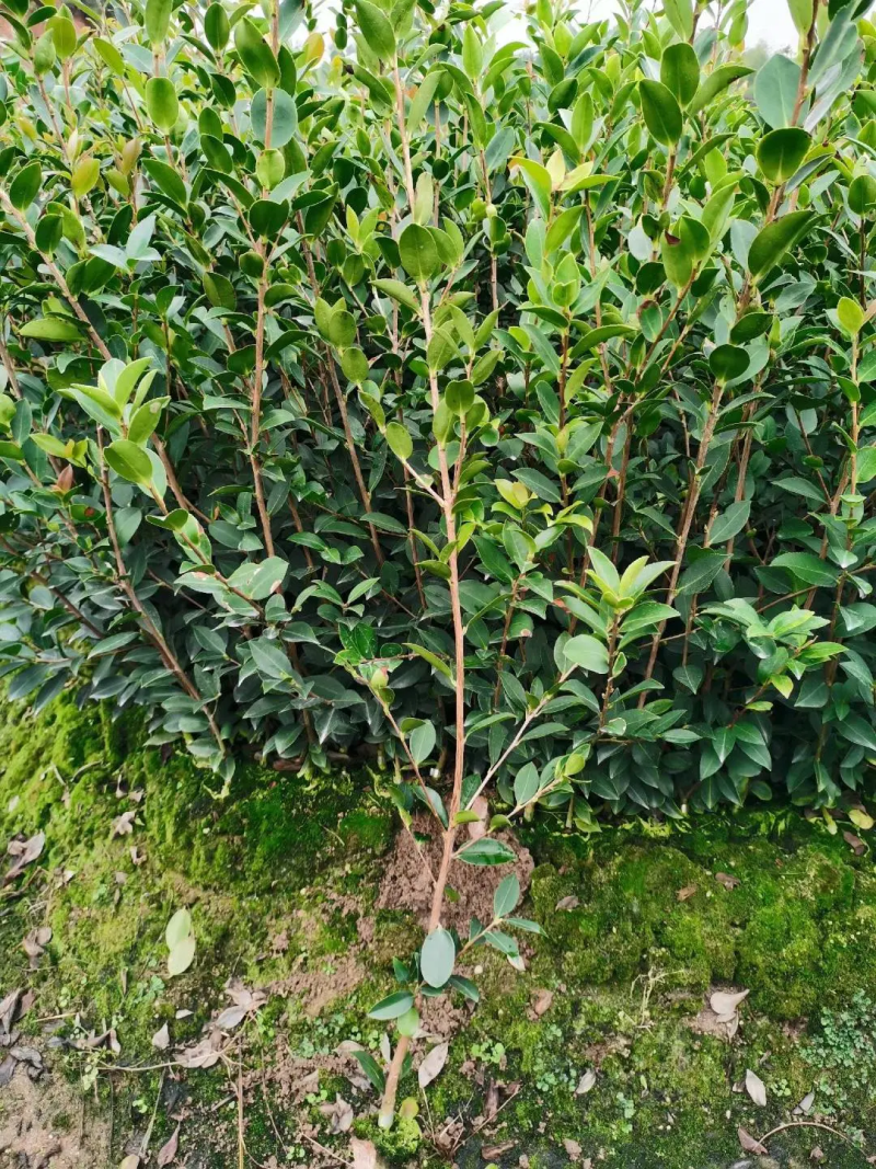 【油茶苗】两年籽播直生浓香型适合拆迁和绿化项目