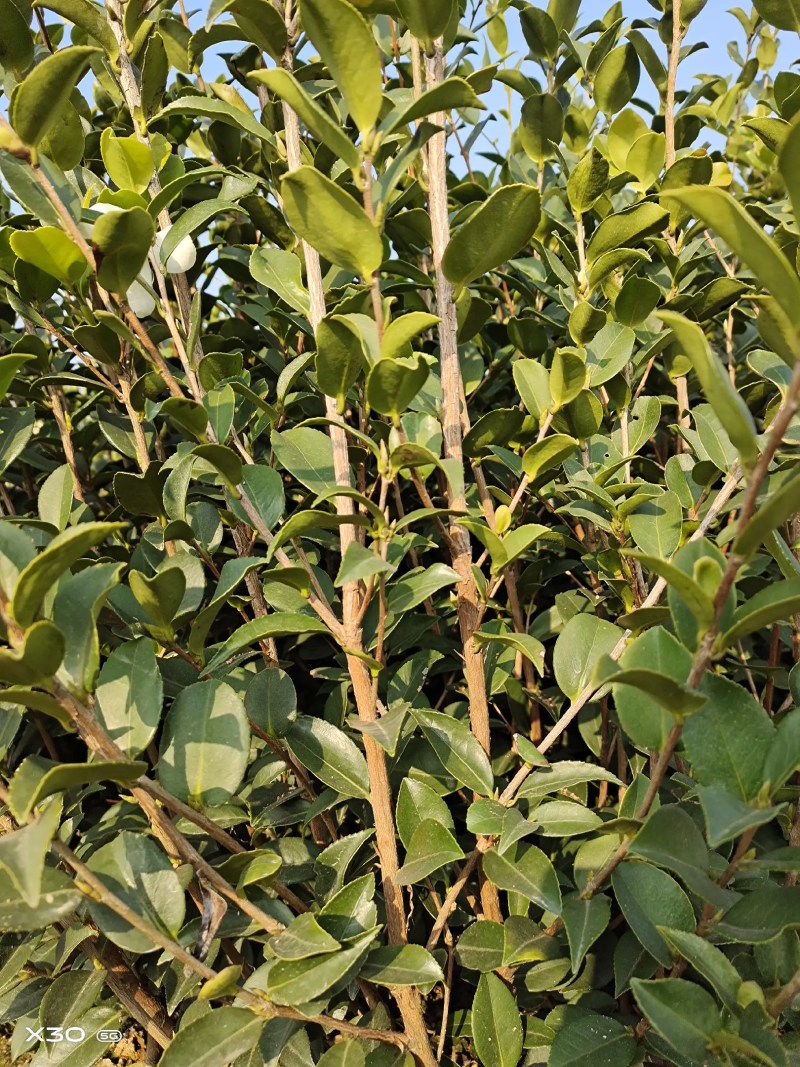 【油茶苗】两年籽播直生浓香型适合拆迁和绿化项目