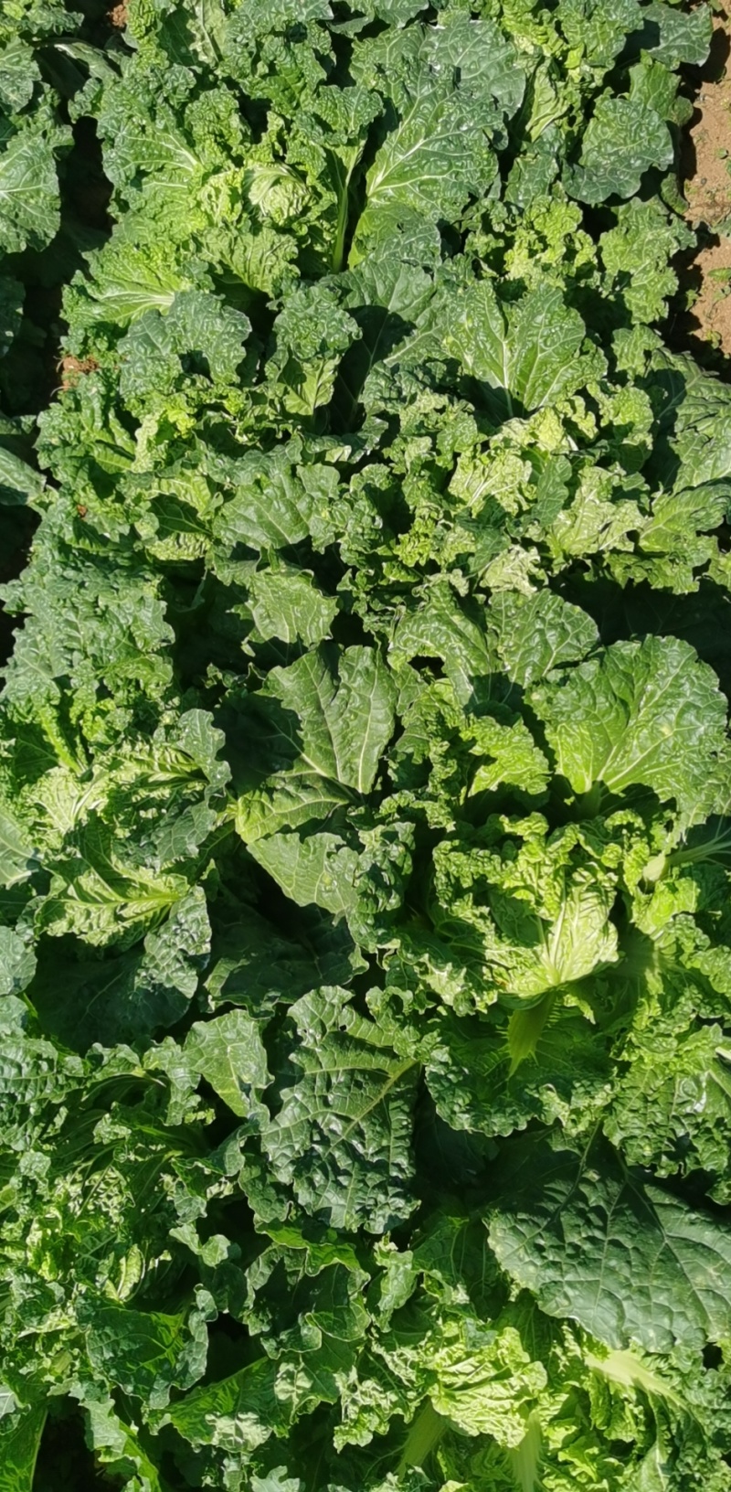 麻叶菜长年有货，四百亩基地长年供应，协助装车，诚信经营