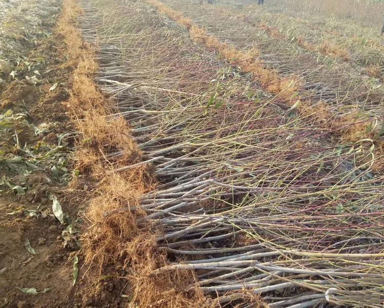 蒙阴县垛庄镇万亩蜜桃标准化种植基地航拍全景