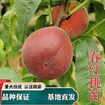 春红桃苗嫁接早熟蜜桃品种纯正挖苗保证成活