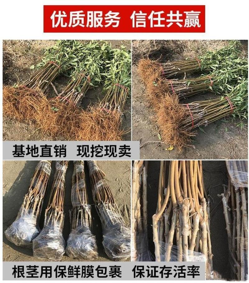 金秋红蜜桃苗嫁接水蜜桃苗品种齐全现挖发货保证成活