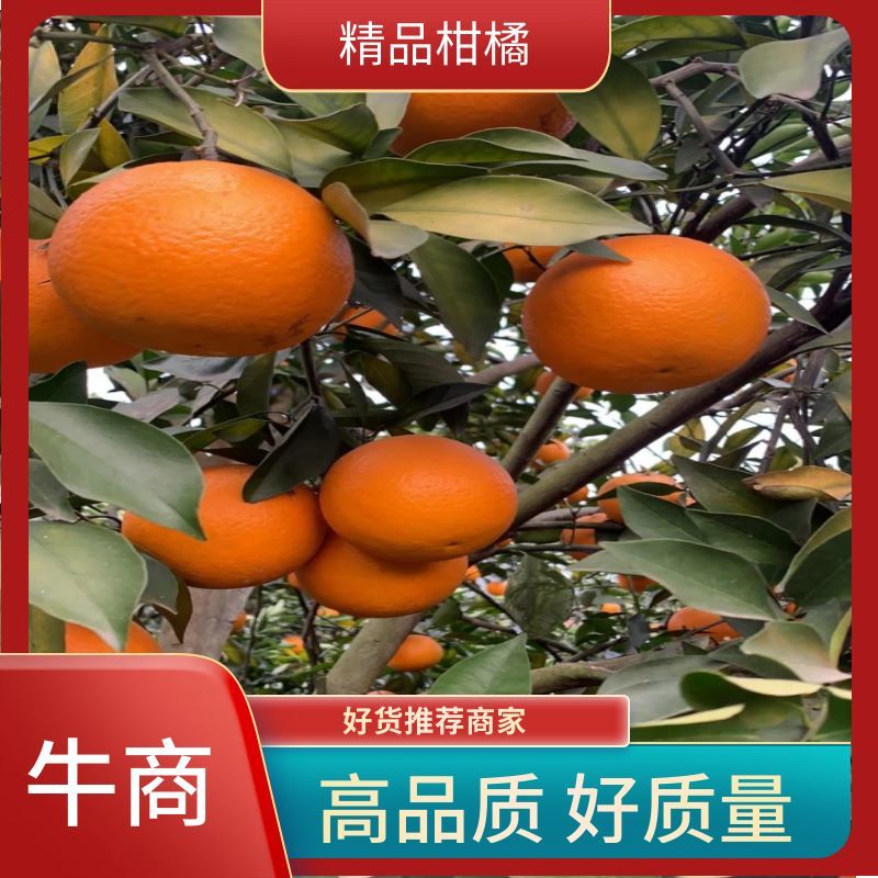 真品广西红江橙，甜度好汁多货源充足，欢迎全国客商采购