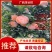 真品茂谷柑，茂谷柑广西崇左市扶绥县，果大，汁多，