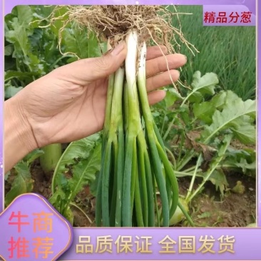 【推】阜南分葱精品分葱大葱质量保证量大从优全国发货