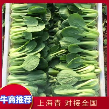 【热销】山东上海青油菜、货源充足、量大从优、现割现发