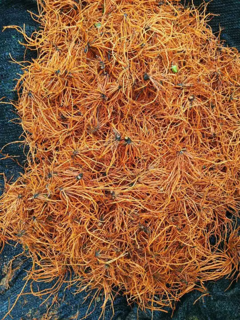 【产地直发】野蚕豆一斤起售假一赔十货源稳定