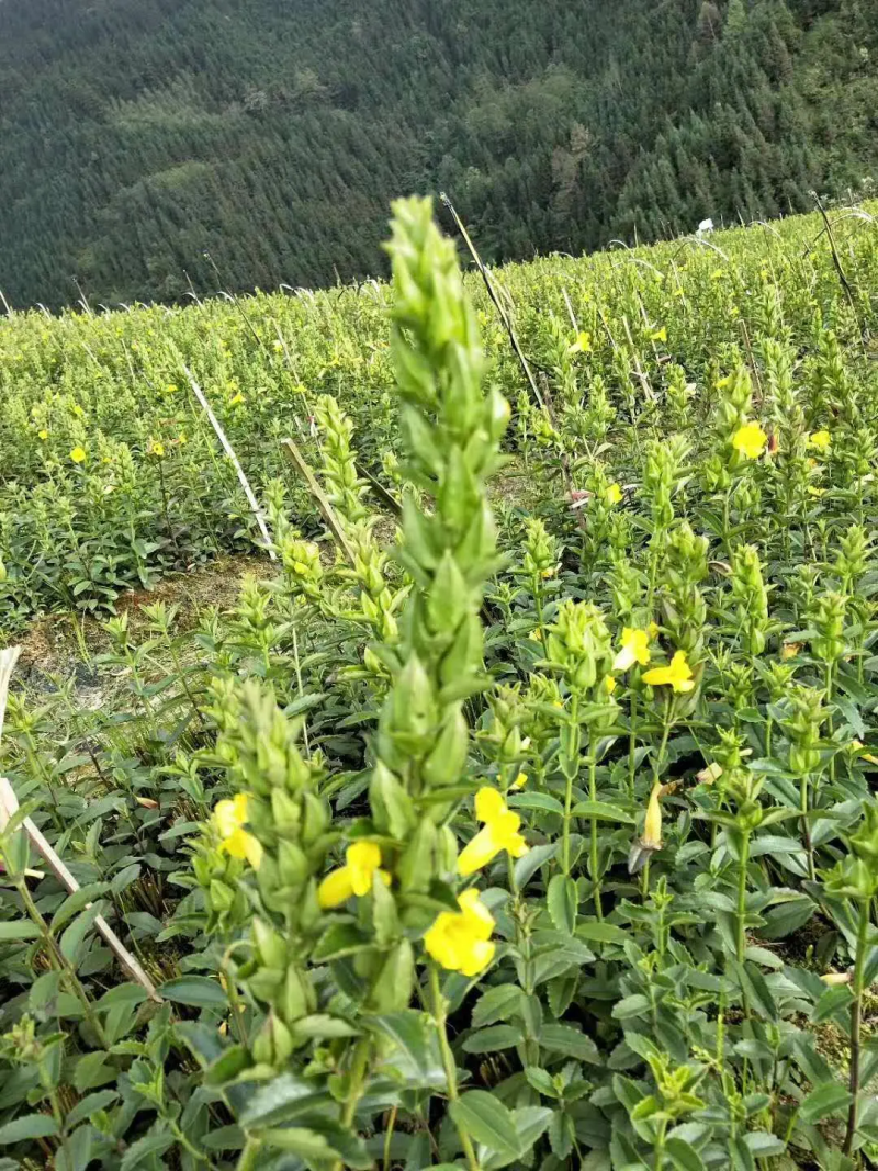 【假一赔十】红根野蚕豆310元一斤货源稳定
