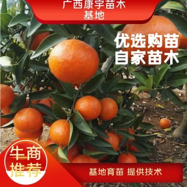 柑桔苗美国糖桔苗东方红桔苗世纪红苗无病苗