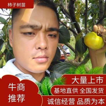 柿子苗太秋甜柿苗嫁接苗树上直接吃的甜柿基地直发