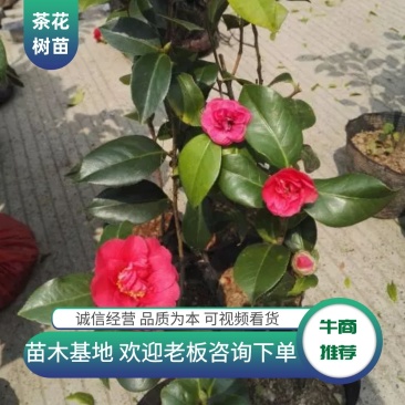 茶花苗赤丹状元红红牡丹六角红十八学士