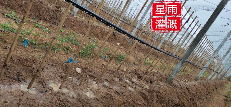 滴灌滴灌滴灌果园山坡地滴灌水肥一体化设计滴管灌溉自动化设